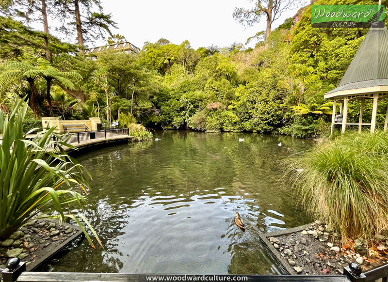 Duck pond at Wellington Botanic Garden - New Zealand - Woodward Culture Travel Guide