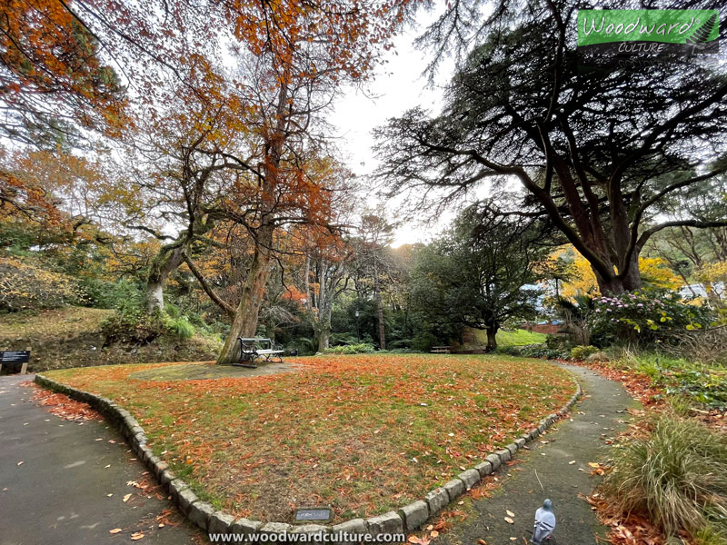 Beautiful Autumn Colours at Wellington Botanic Garden - New Zealand - Woodward Culture Travel Guide