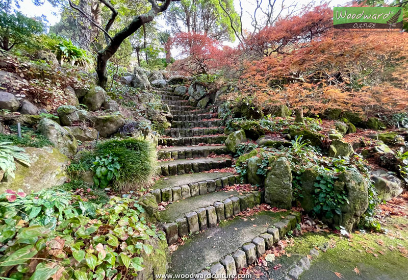 Stone steps at Wellington Botanic Garden in Autumn - Wellington New Zealand - Woodward Culture Travel Guide