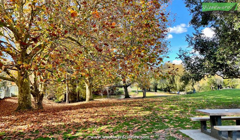 Autumn Trees at Western Springs, Auckland, New Zealand - Woodward Culture