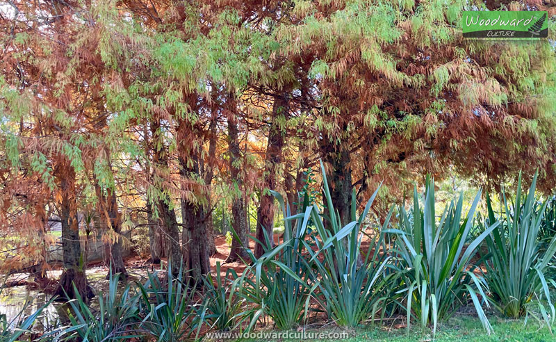 Autumn Colours at Western Springs Park, Auckland, New Zealand - Woodward Culture