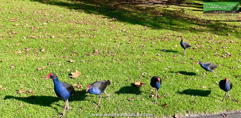 Pukeko - Native birds of New Zealand at Western Springs, Auckland NZ. Woodward Culture