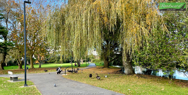 Rob filming a 4K walking tour video at Western Springs, Auckland, New Zealand - Woodward Culture