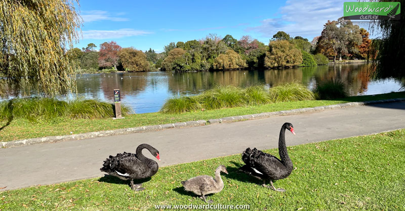 Swans with their baby swan at Western Springs Lake, Auckland, New Zealand - Woodward Culture