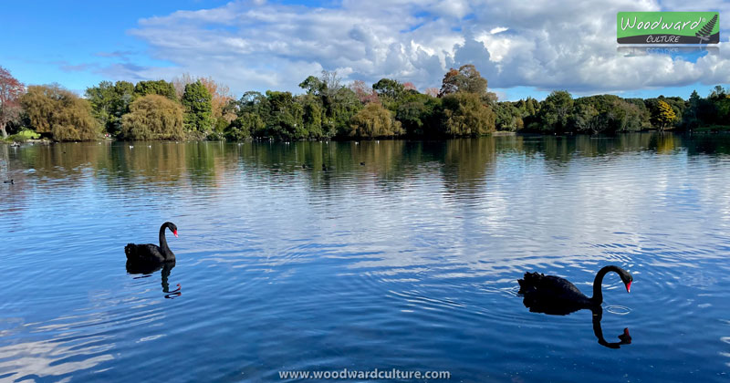 Swans on the lake at Western Springs, Auckland, New Zealand - Woodward Culture