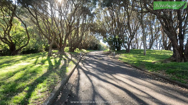 Trees near the entrance to Mount Wellington / Maungarei in Auckland, New Zealand - Woodward Culture