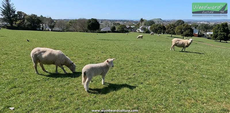 A lamb with sheep at Cornwall Park, Auckland New Zealand - Woodward Culture