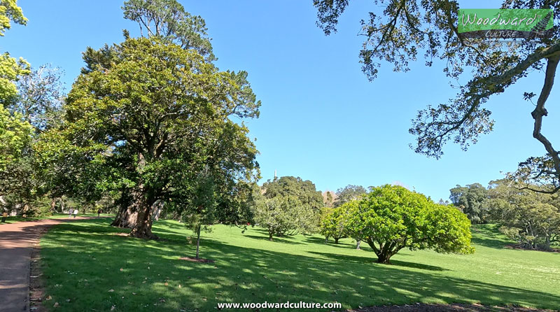 Trees at Cornwall Park, Auckland, New Zealand - Woodward Culture