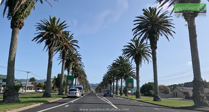 Leaving Waihi Palm Trees with New Zealand Police Car - Woodward Culture