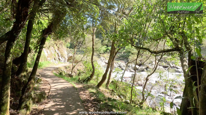 Native forest beside the river in Karangahake Gorge, New Zealand - Woodward Culture