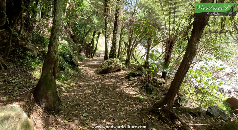 Walking through a native forest in New Zealand - Karangahake Gorge - Woodward Culture