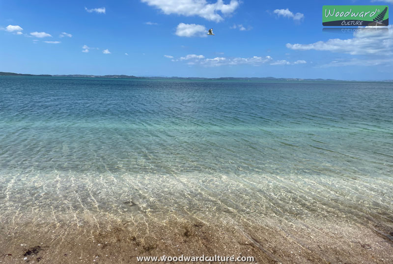 Clear water of Eastern Beach in Auckland, New Zealand - Woodward Culture Travel Guide