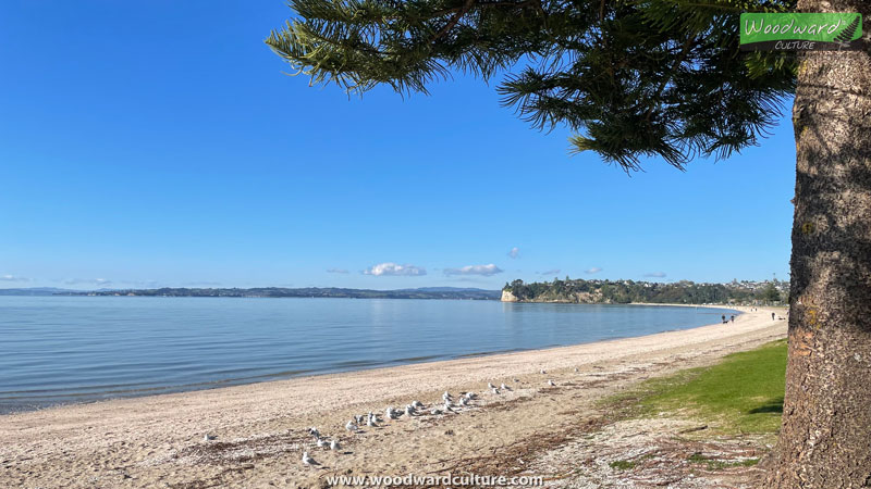 Eastern Beach, Auckland New Zealand - Woodward Culture Travel Guide