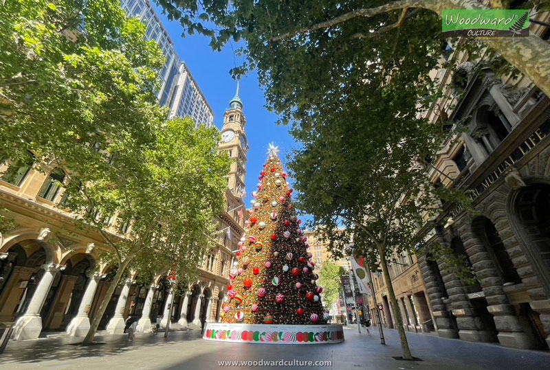 Martin Place Christmas Tree and Historic Buildings Sydney Australia